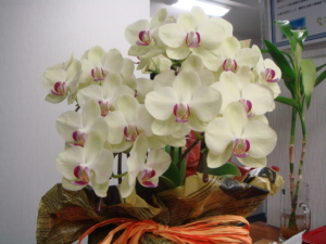 flower1