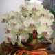flower1