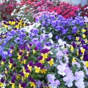 botanical