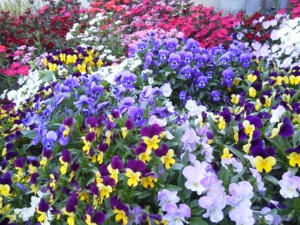 botanical