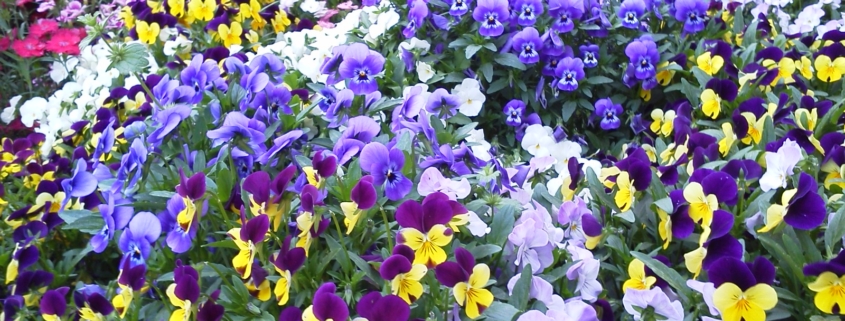 botanical