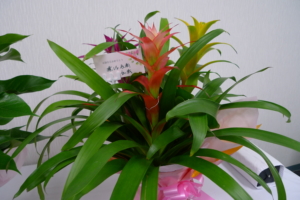 dragon-flower