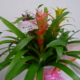 dragon-flower