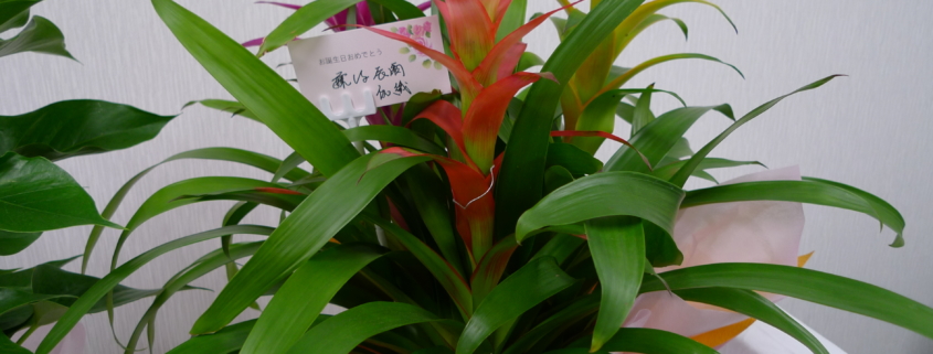 dragon-flower