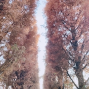 komoike
