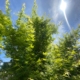 green leaf